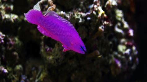 dottyback fish|The Complete Orchid Dottyback Care Guide .